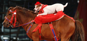 red-dog-and-pony-show
